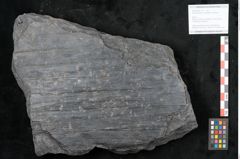 Foto (Objekt + Etikett) von Syringodendron cyclostigma Brongniart (NHMW-GEO-2024-0188-11115)